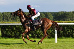 爱游戏登录-世界青少年马术锦标赛在内蒙古开幕,青少年马术比赛限制多大年龄